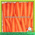 China carrot supplier